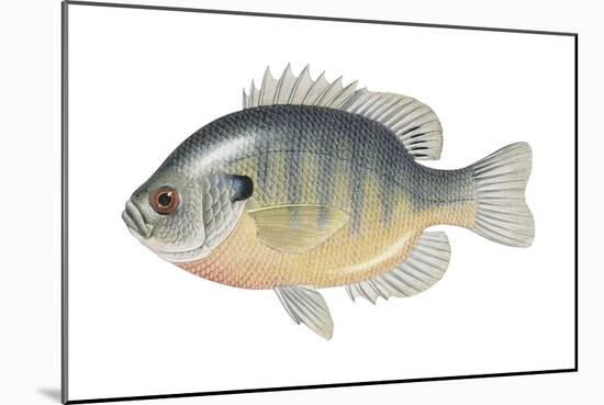 Bluegill (Lepomis Macrochirus), Fishes-Encyclopaedia Britannica-Mounted Art Print