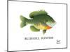 Bluegill Sunfish-Mark Frost-Mounted Giclee Print