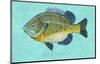 Bluegill-John W^ Golden-Mounted Art Print