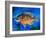 Bluegill-Richard Wallich-Framed Art Print