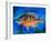 Bluegill-Richard Wallich-Framed Art Print