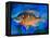 Bluegill-Richard Wallich-Framed Stretched Canvas