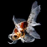 Goldfish Isolated on Black Background-bluehand-Premier Image Canvas