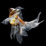 Goldfish Isolated on Black Background-bluehand-Premier Image Canvas