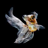 Goldfish Isolated on Black Background-bluehand-Premier Image Canvas