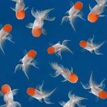 Goldfish Isolated on Black Background-bluehand-Premier Image Canvas