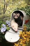 Ferrets In A Mailbox-Blueiris-Photographic Print