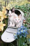 Kittens In A Mailbox-Blueiris-Photographic Print