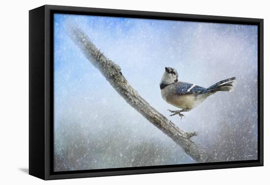 Bluejay in the Snow-Jai Johnson-Framed Premier Image Canvas