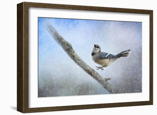 Bluejay in the Snow-Jai Johnson-Framed Giclee Print