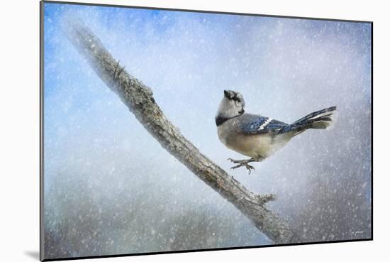Bluejay in the Snow-Jai Johnson-Mounted Giclee Print