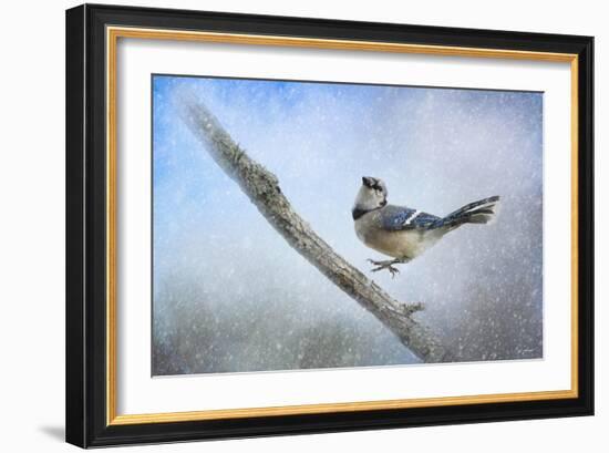 Bluejay in the Snow-Jai Johnson-Framed Giclee Print