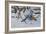 Bluejay-Wilhelm Goebel-Framed Giclee Print