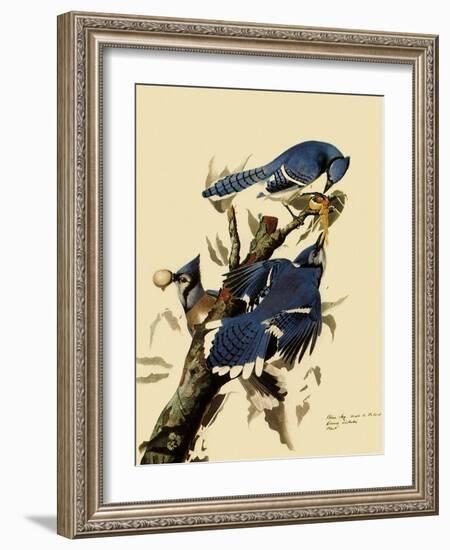 Bluejays Feeding-John James Audubon-Framed Giclee Print