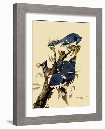 Bluejays Feeding-John James Audubon-Framed Giclee Print