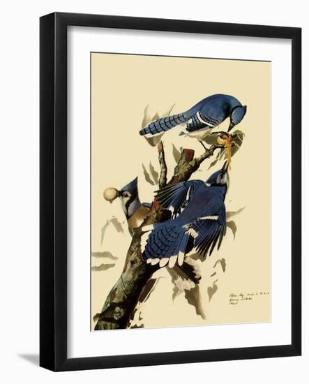 Bluejays Feeding-John James Audubon-Framed Giclee Print