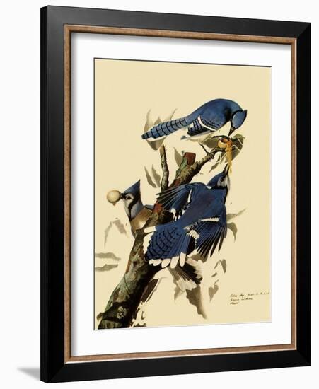 Bluejays Feeding-John James Audubon-Framed Giclee Print