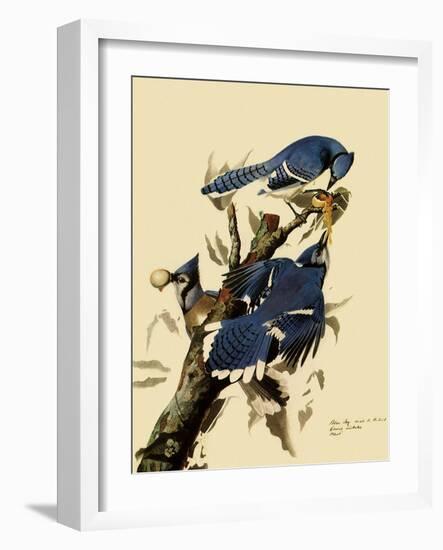 Bluejays Feeding-John James Audubon-Framed Giclee Print