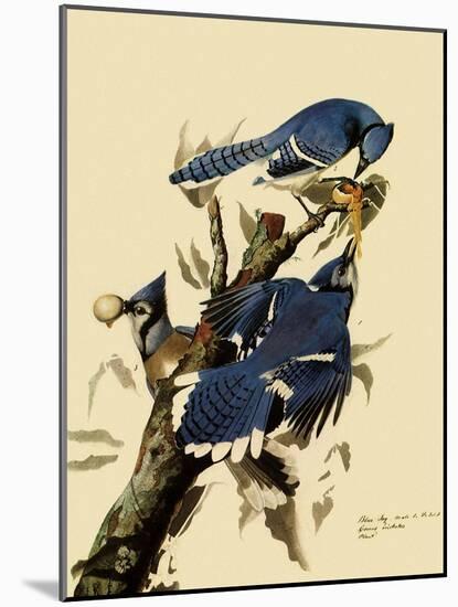 Bluejays Feeding-John James Audubon-Mounted Giclee Print