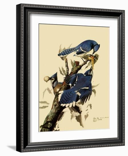 Bluejays Feeding-John James Audubon-Framed Giclee Print