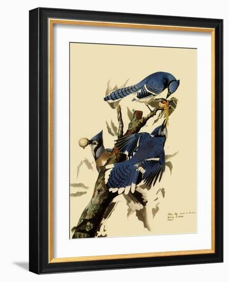 Bluejays Feeding-John James Audubon-Framed Giclee Print