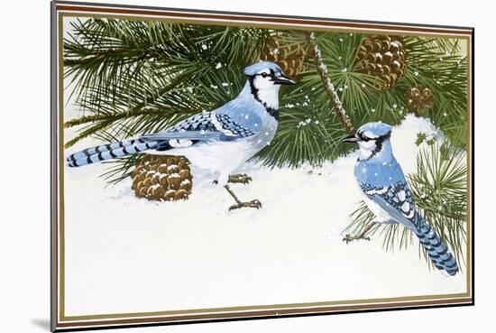 Bluejays-William Vanderdasson-Mounted Giclee Print