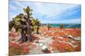 Photographic Print