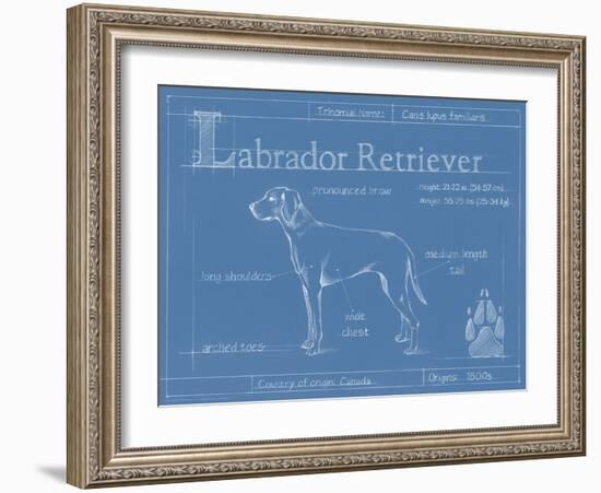 Blueprint Labrador Retriever-Ethan Harper-Framed Art Print