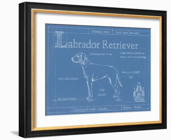 Blueprint Labrador Retriever-Ethan Harper-Framed Art Print