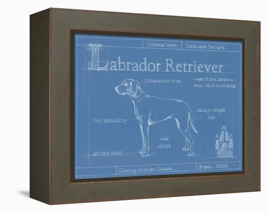 Blueprint Labrador Retriever-Ethan Harper-Framed Stretched Canvas