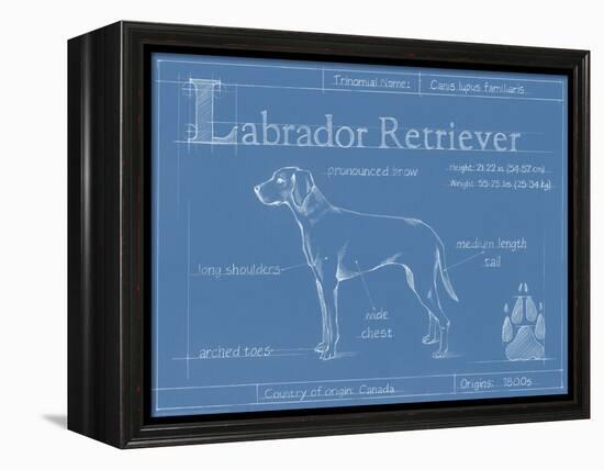 Blueprint Labrador Retriever-Ethan Harper-Framed Stretched Canvas