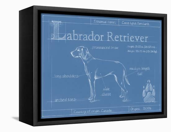 Blueprint Labrador Retriever-Ethan Harper-Framed Stretched Canvas