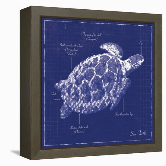 Blueprint Sea Turtle-Piper Ballantyne-Framed Stretched Canvas