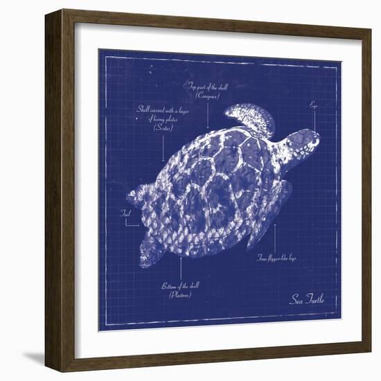 Blueprint Sea Turtle-Piper Ballantyne-Framed Art Print