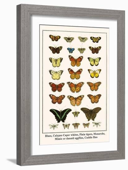 Blues, Calypso Caper Whites, Plain Tigers, Monarchs, Mimic or Danaid Eggflies, Caddis Flies-Albertus Seba-Framed Art Print