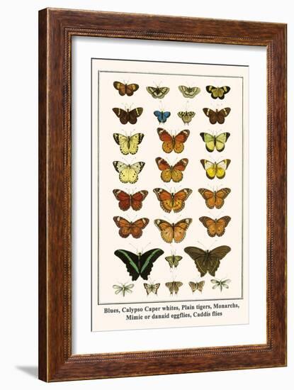 Blues, Calypso Caper Whites, Plain Tigers, Monarchs, Mimic or Danaid Eggflies, Caddis Flies-Albertus Seba-Framed Art Print