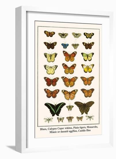 Blues, Calypso Caper Whites, Plain Tigers, Monarchs, Mimic or Danaid Eggflies, Caddis Flies-Albertus Seba-Framed Art Print