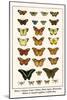 Blues, Calypso Caper Whites, Plain Tigers, Monarchs, Mimic or Danaid Eggflies, Caddis Flies-Albertus Seba-Mounted Art Print