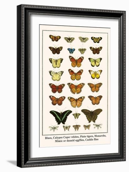 Blues, Calypso Caper Whites, Plain Tigers, Monarchs, Mimic or Danaid Eggflies, Caddis Flies-Albertus Seba-Framed Art Print