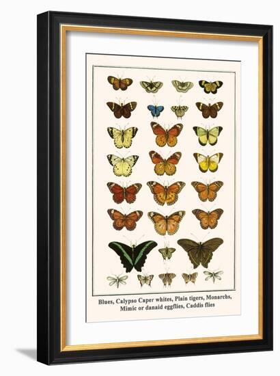 Blues, Calypso Caper Whites, Plain Tigers, Monarchs, Mimic or Danaid Eggflies, Caddis Flies-Albertus Seba-Framed Art Print