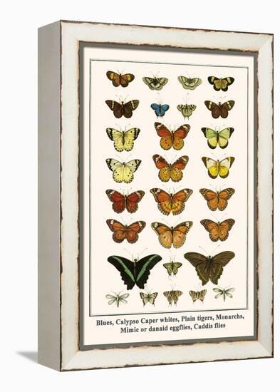 Blues, Calypso Caper Whites, Plain Tigers, Monarchs, Mimic or Danaid Eggflies, Caddis Flies-Albertus Seba-Framed Stretched Canvas