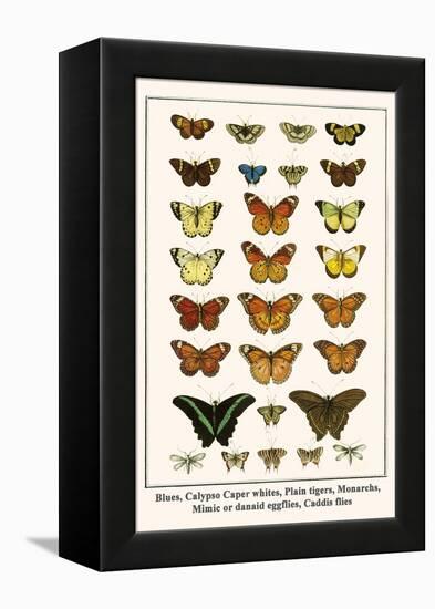 Blues, Calypso Caper Whites, Plain Tigers, Monarchs, Mimic or Danaid Eggflies, Caddis Flies-Albertus Seba-Framed Stretched Canvas