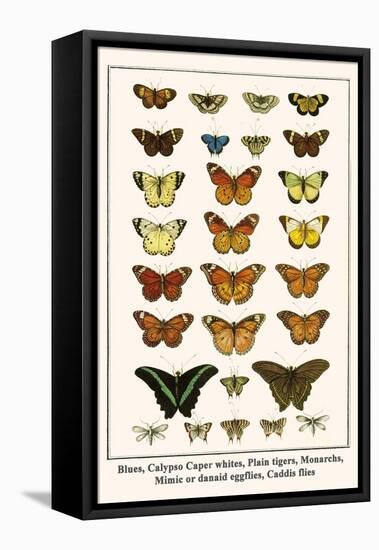 Blues, Calypso Caper Whites, Plain Tigers, Monarchs, Mimic or Danaid Eggflies, Caddis Flies-Albertus Seba-Framed Stretched Canvas