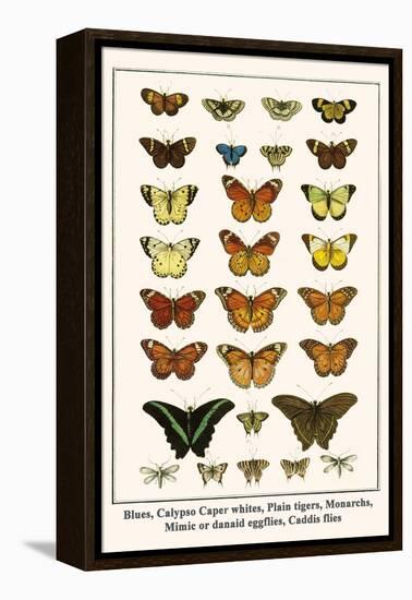 Blues, Calypso Caper Whites, Plain Tigers, Monarchs, Mimic or Danaid Eggflies, Caddis Flies-Albertus Seba-Framed Stretched Canvas