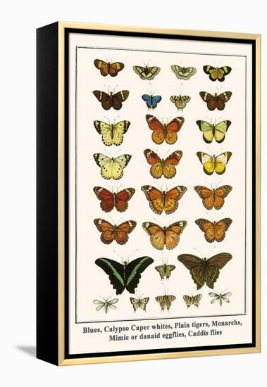 Blues, Calypso Caper Whites, Plain Tigers, Monarchs, Mimic or Danaid Eggflies, Caddis Flies-Albertus Seba-Framed Stretched Canvas