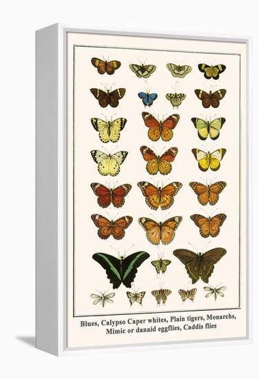 Blues, Calypso Caper Whites, Plain Tigers, Monarchs, Mimic or Danaid Eggflies, Caddis Flies-Albertus Seba-Framed Stretched Canvas