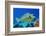 Bluespine unicornfish, Ras Mohammed National Park, Egypt, Red Sea.-Linda Pitkin-Framed Photographic Print