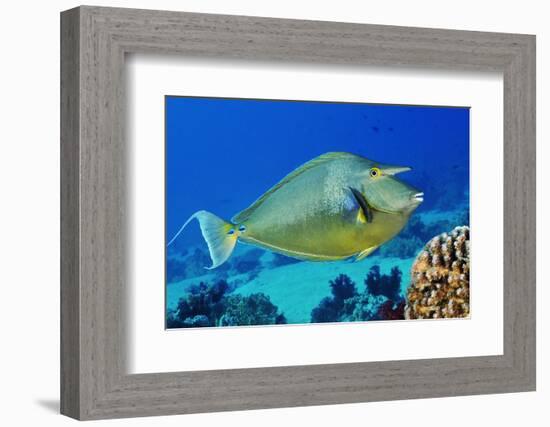 Bluespine unicornfish, Ras Mohammed National Park, Egypt, Red Sea.-Linda Pitkin-Framed Photographic Print