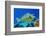 Bluespine unicornfish, Ras Mohammed National Park, Egypt, Red Sea.-Linda Pitkin-Framed Photographic Print