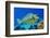 Bluespine unicornfish, Ras Mohammed National Park, Egypt, Red Sea.-Linda Pitkin-Framed Photographic Print